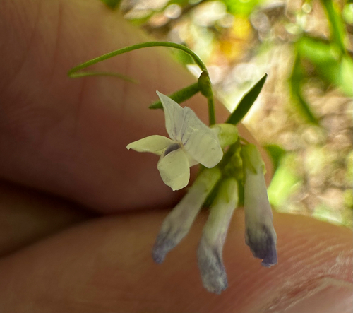 Florida Vetch (Vicia floridana)