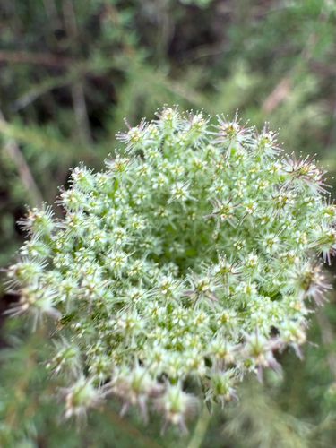 American wild carrot (Daucus pusillus)
