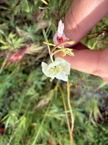 canyon clarkia (Clarkia epilobioides)