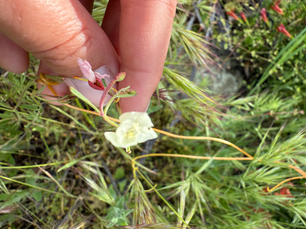 Clarkia epilobioides; photograph (c) Rachel Lee Harper, some rights reserved (CC BY)