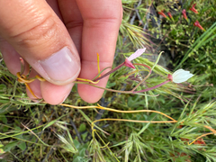 (c) Rachel Lee Harper, some rights reserved (CC BY) Clarkia epilobioides, photograph (c) Rachel Lee Harper, some rights reserved (CC BY)