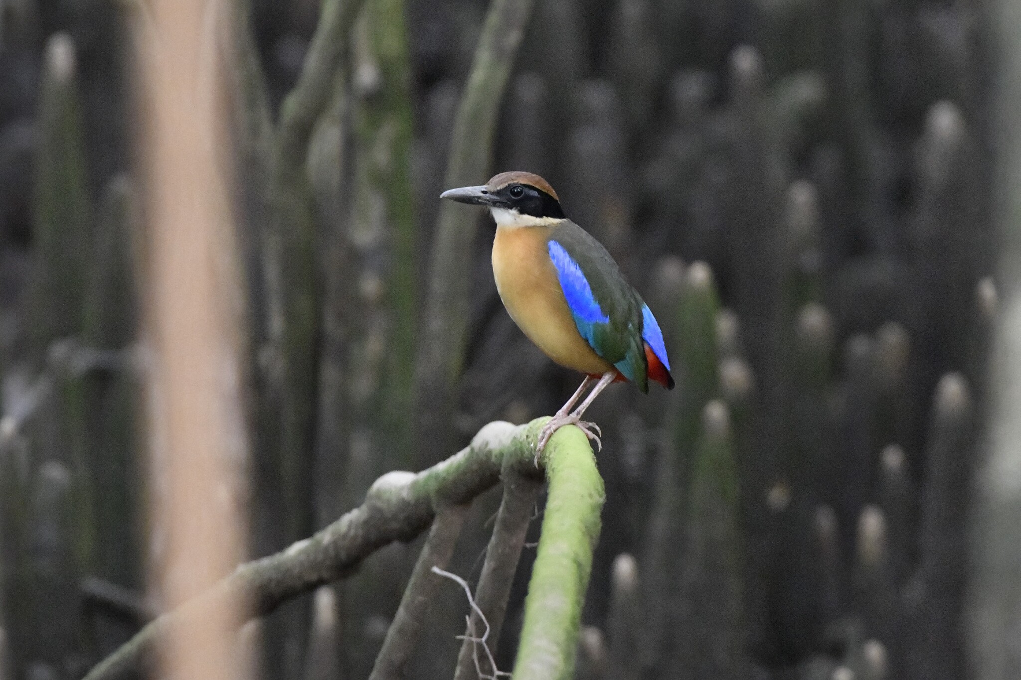 Mangrove Pitta (Pitta megarhyncha), photo 10