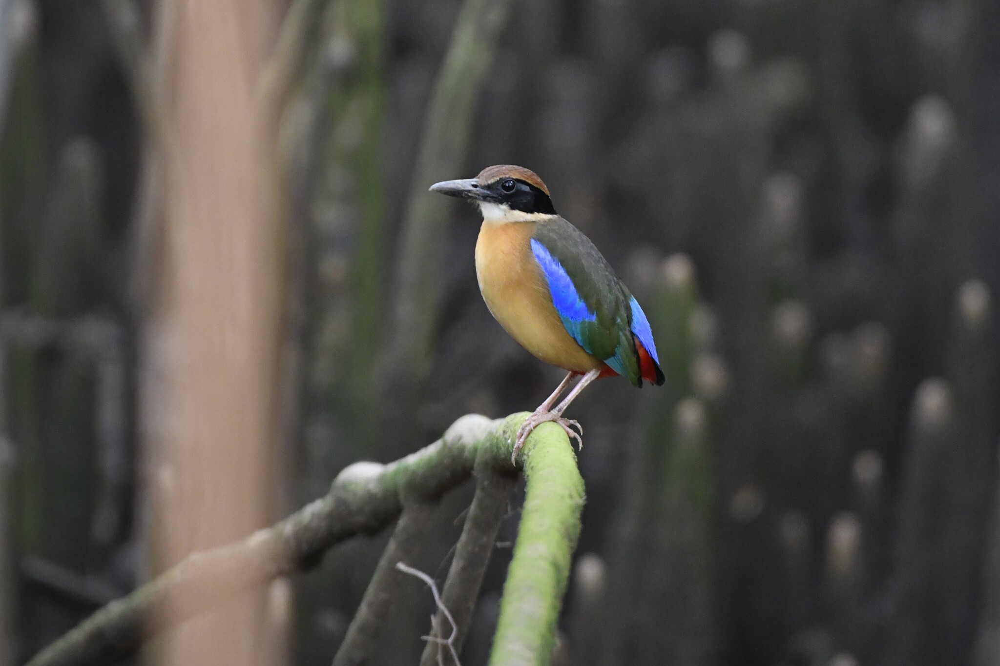 Mangrove Pitta (Pitta megarhyncha), photo 2
