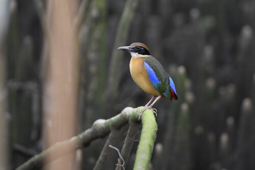 Mangrove Pitta (Pitta megarhyncha)