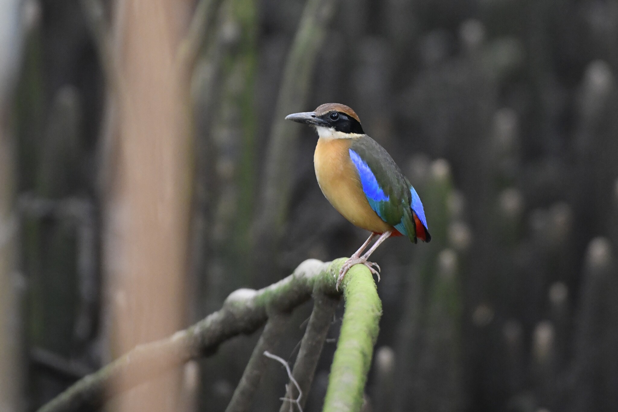 Mangrove Pitta (Pitta megarhyncha), photo 1