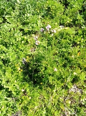 Erucaria hispanica
