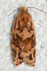 Argyrotaenia hodgesi