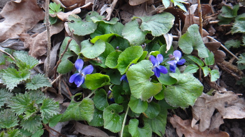 Russian Violet (Viola suavis)