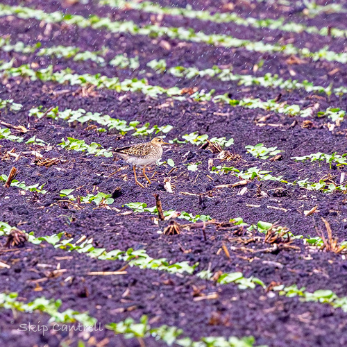 Upland Sandpiper (Bartramia longicauda), photo 8