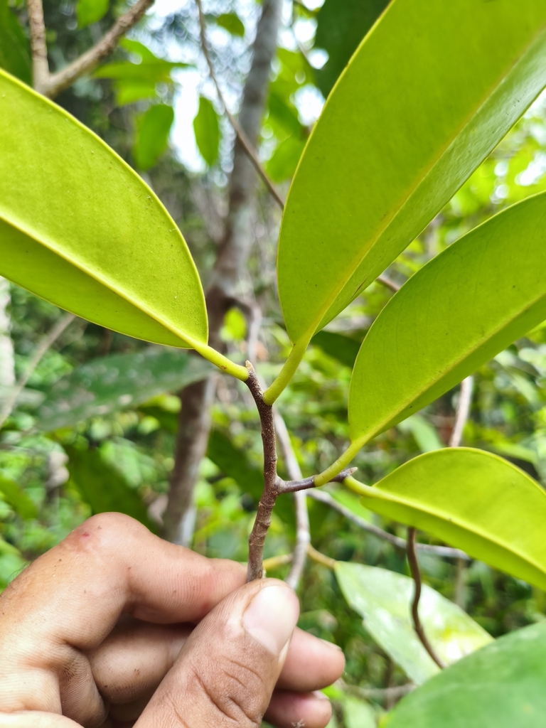 Gaharu Buaya (Gonystylus bancanus)