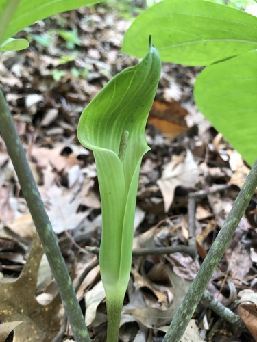 Five-leaved Jack-in-the-pulpit (Arisaema quinatum)