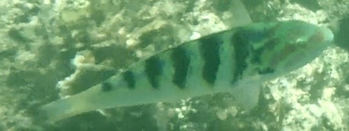 Thalassoma hardwicke