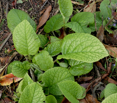 Trachystemon orientalis