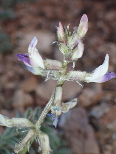 Layne milkvetch (Astragalus layneae)