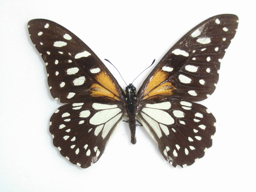 Regal Swallowtail