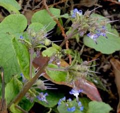 Trachystemon orientalis