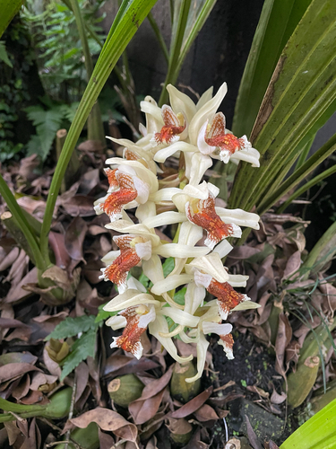 Coelogyne asperata observed 2026-04-05