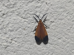 Correbidia