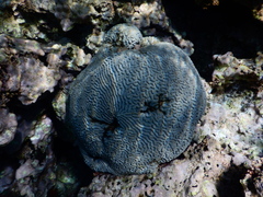Pseudodiploria strigosa