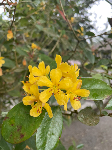 Rhododendron macgregoriae observed 2026-04-05