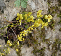 Epimedium