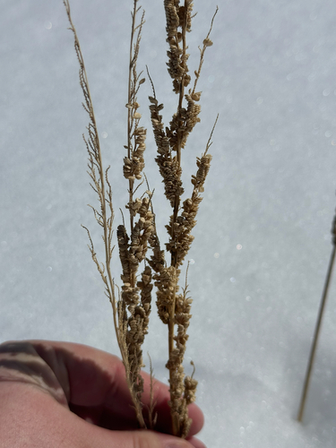 american slough grass (Beckmannia syzigachne)