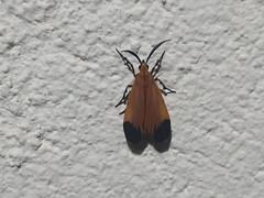 Correbidia