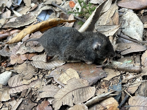 Long-clawed Mole Mouse