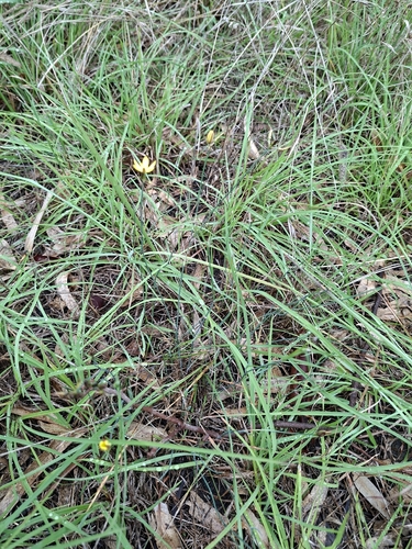 yellow rush-lily (Tricoryne elatior)