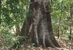Ficus callosa
