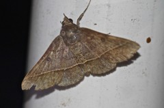 Hypospila dochmotoma