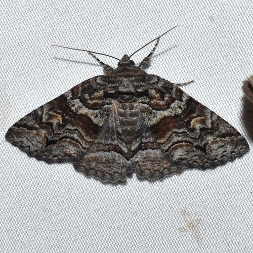 Pine False Looper Moth photo 5