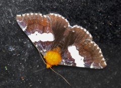 Buzara latizona