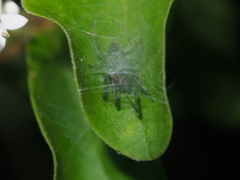 Bijoaraneus mitificus