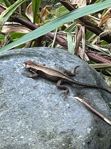 whorltail iguana, Stenocercus angulifer