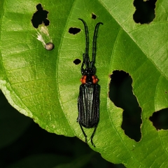 Pleuromenus baccifer