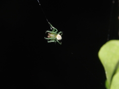 Bijoaraneus mitificus