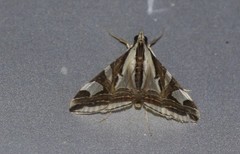 Agrioglypta excelsalis