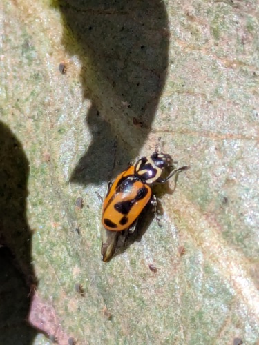 Sinuate Lady Beetle photo 3