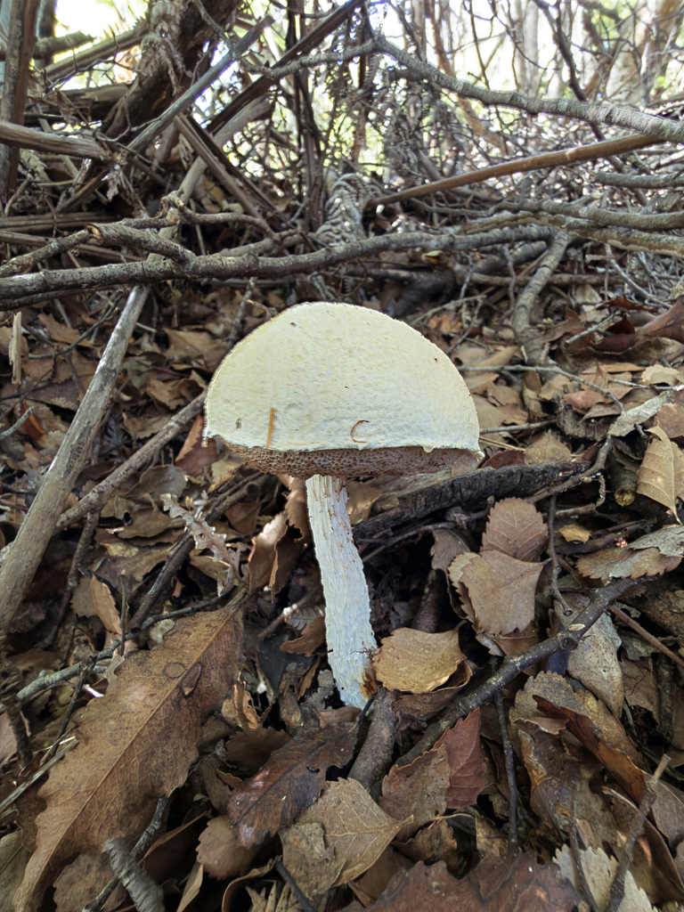 Austroboletus niveus · April 2026 · photo: © jeremy_rolfe (iNaturalist, cc-by)