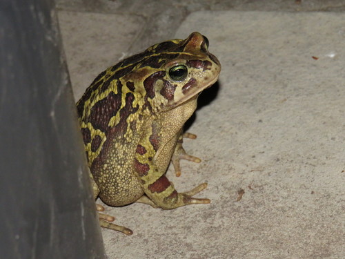 来源 相关观察 照片 / 音频 什么sclerophrys pantherina 观察者日期