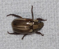 Anoplognathus abnormis