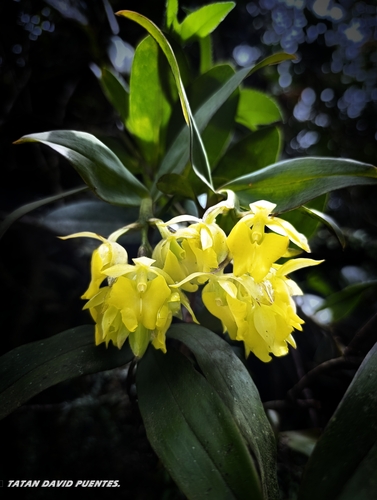 Epidendrum pfahlii Hágsater & Cisneros