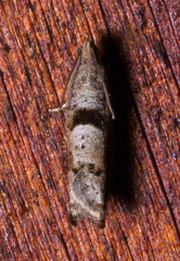 Pseudexentera sepia