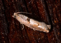 Pseudexentera sepia