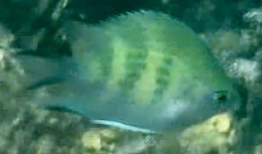 Amblyglyphidodon curacao