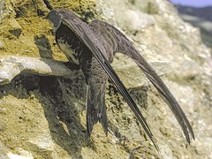 Apus melba melba