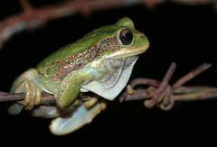 Gastrotheca cuencana