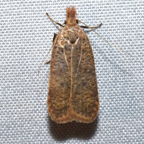 Georgia Dichomeris Moth photo 5
