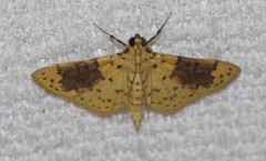 Conogethes semifascialis